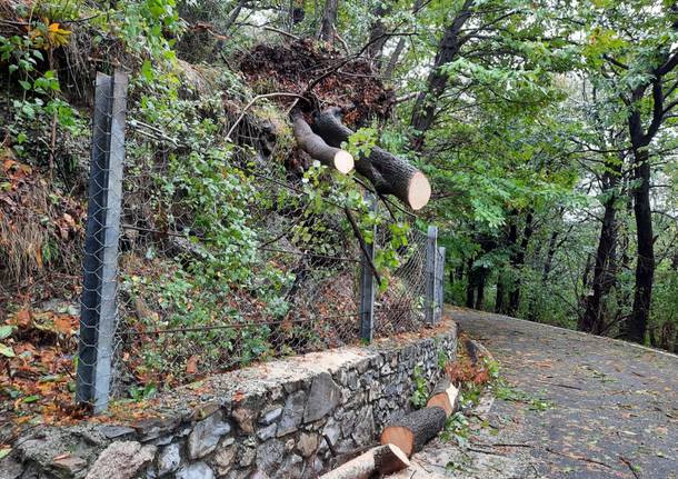 Maltempo: alberi caduti sul campo dei Fiori