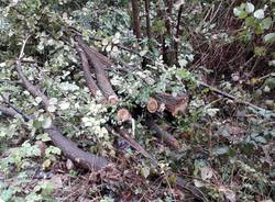 Maltempo: le operazioni per spostare l'albero caduto in via Piana di Luco a Varese