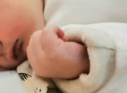 Benvenuto piccolo Brando