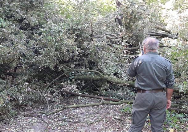 Parco delle Groane: volontari al lavoro nel fine settimana per rimuovere gli alberi abbattuti 