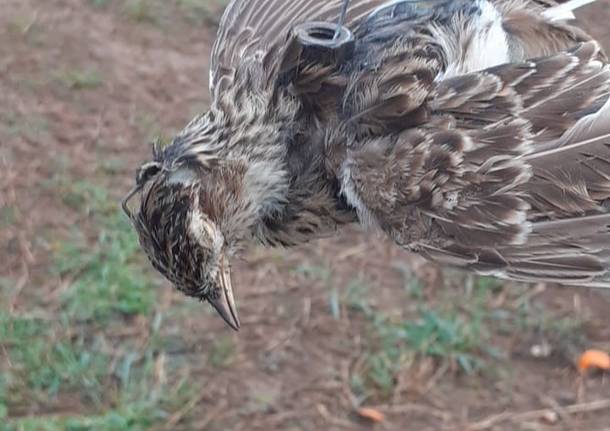 Uccellino vivo legato ad una corda: animalisti in azione tra Turate e Rovello