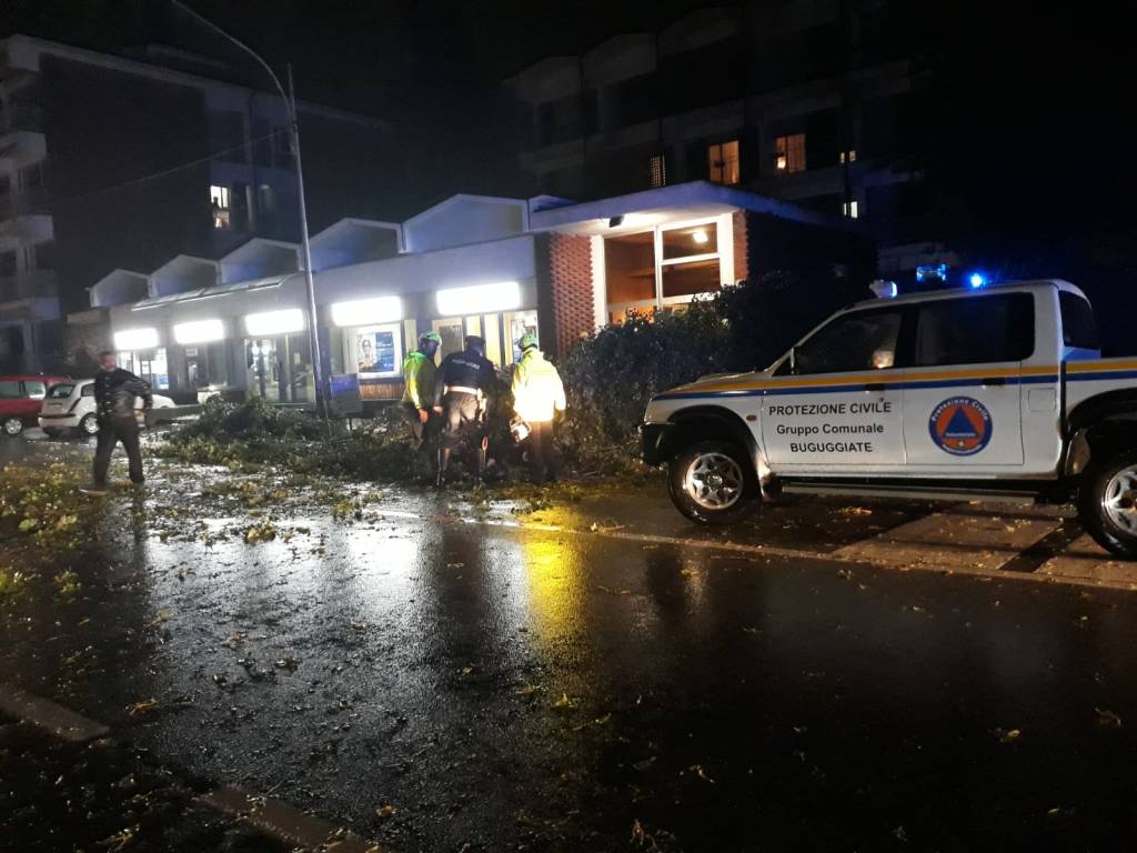 Varese - Pianta caduta in viale Borri