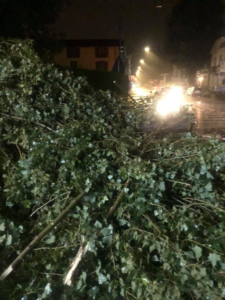 Varese - Pianta caduta in viale Borri