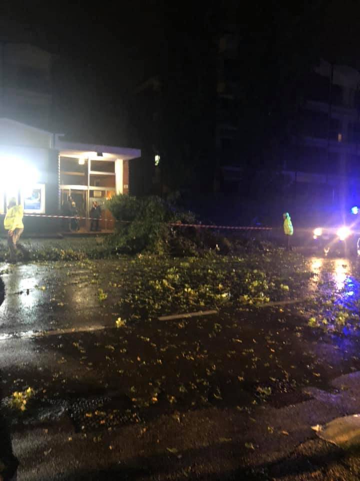 Varese - Pianta caduta in viale Borri