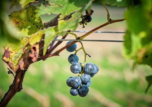 vendemmia gorla maggiore 