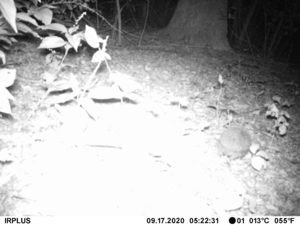 Animali Parco Lura