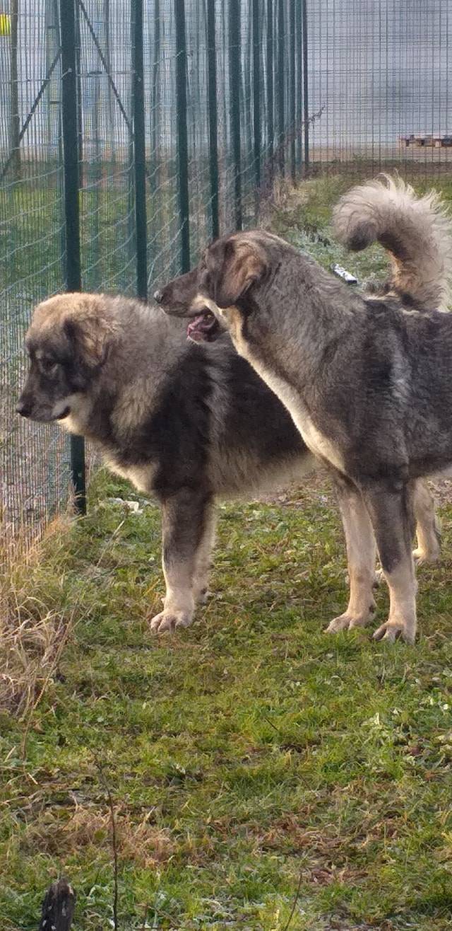 Buba e Yoghi, i cani abbandonati a Gerenzano, ancora in cerca di casa