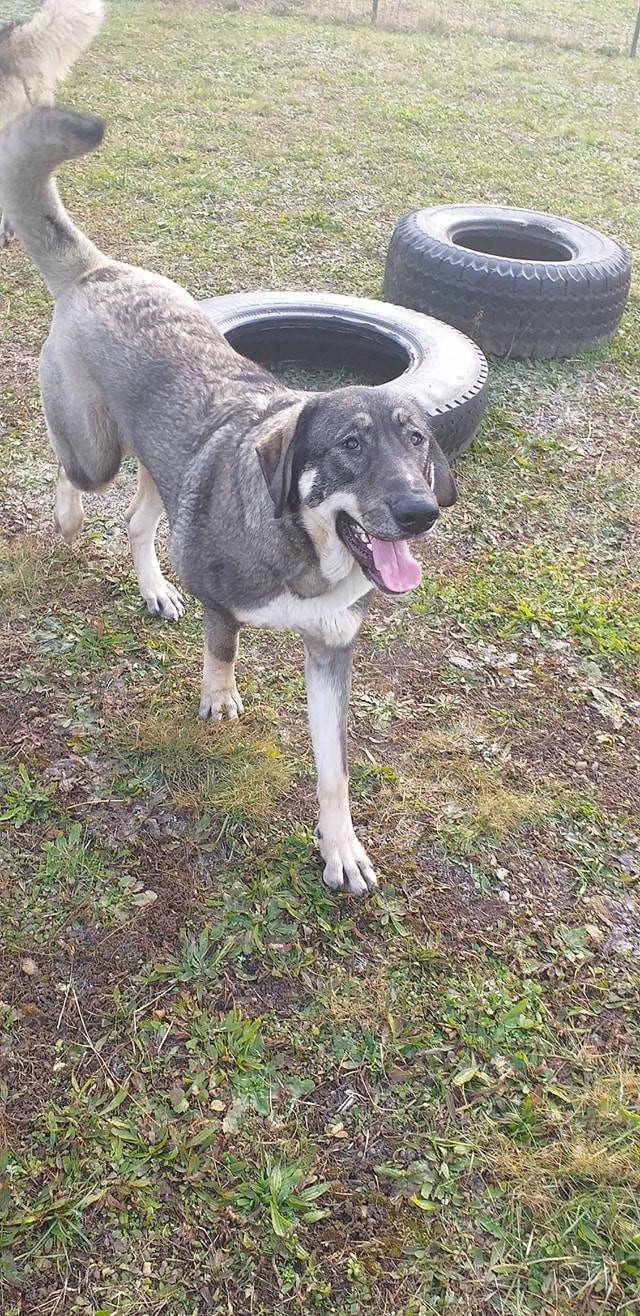 Buba e Yoghi, i cani abbandonati a Gerenzano, ancora in cerca di casa