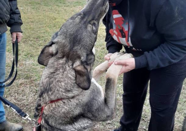 Buba e Yoghi, i cani abbandonati a Gerenzano, ancora in cerca di casa