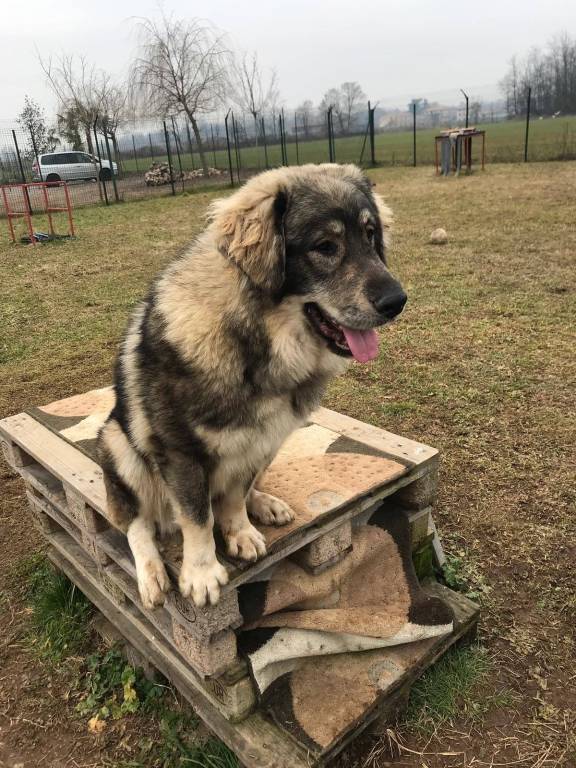 Buba e Yoghi, i cani abbandonati a Gerenzano, ancora in cerca di casa