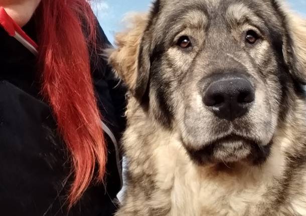 Buba e Yoghi, i cani abbandonati a Gerenzano, ancora in cerca di casa