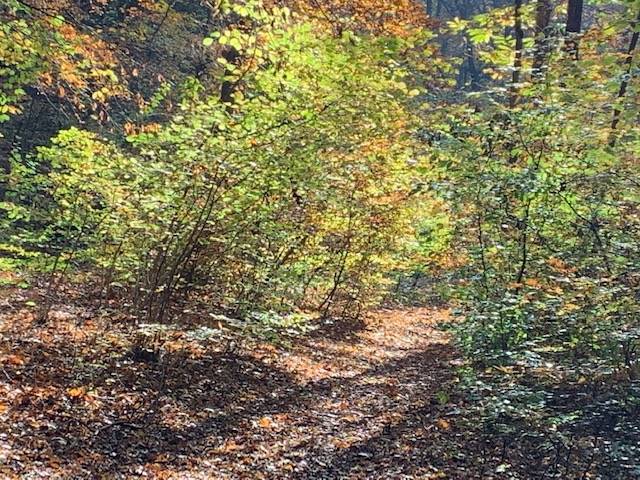 I cartelli nel bosco contro gli sporcaccioni