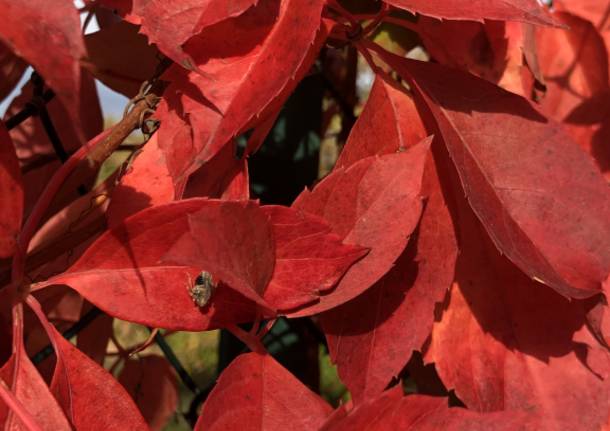 Rosso fuoco