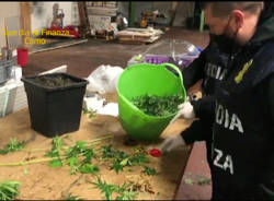 Como, 500 piante di marijuana sequestrate