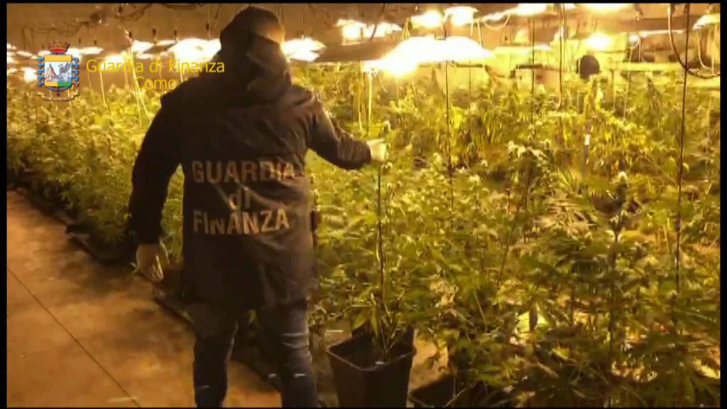 Como, 500 piante di marijuana sequestrate