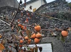 Casciago, raccolti i frutti dell'albero della pace