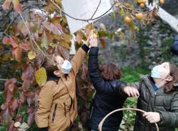 Casciago, raccolti i frutti dell'albero della pace