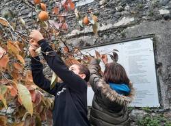 Casciago, raccolti i frutti dell'albero della pace