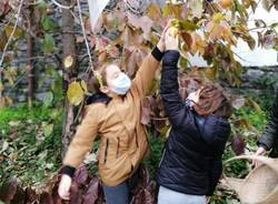 Casciago, raccolti i frutti dell'albero della pace