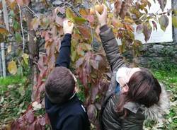 Casciago, raccolti i frutti dell'albero della pace