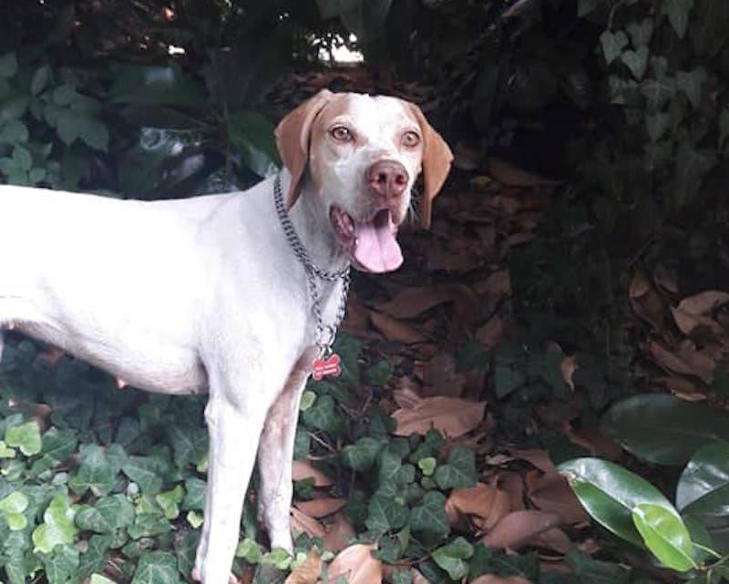 Clara, pointer smarrita a Legnano
