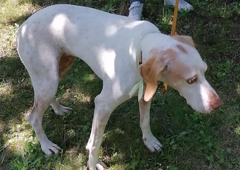 Clara, pointer smarrita a Legnano