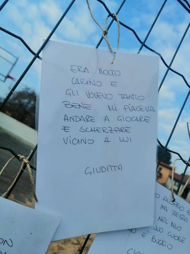 Inarzo, il faggio tagliato