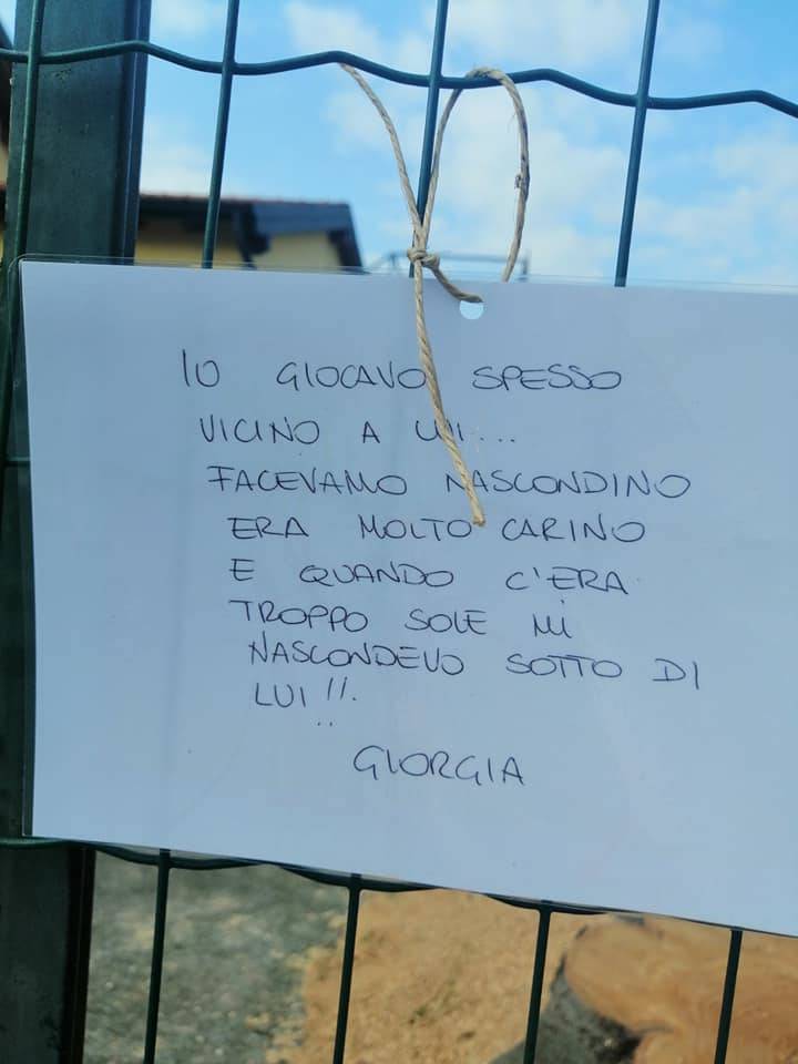 Inarzo, il faggio tagliato