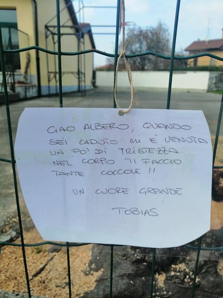 Inarzo, il faggio tagliato