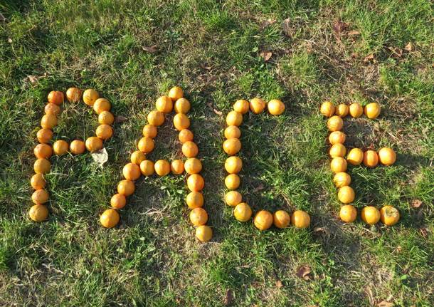 Kaki Tree Project, la scritta "Pace" nel giardino della scuola primaria di Morosolo