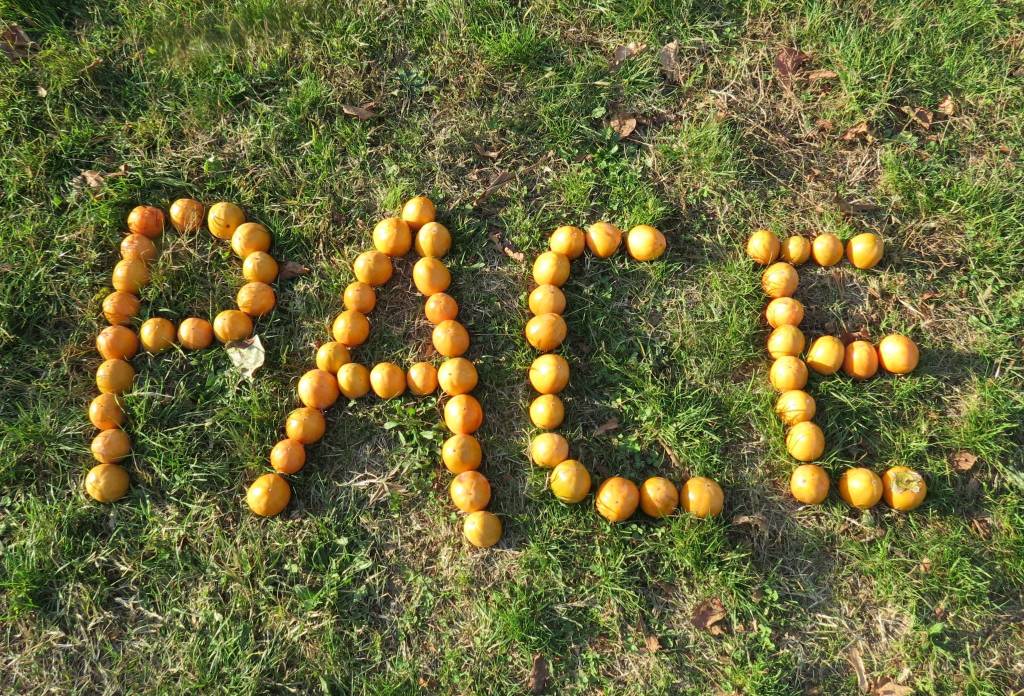 Kaki Tree Project, la scritta "Pace" nel giardino della scuola primaria di Morosolo