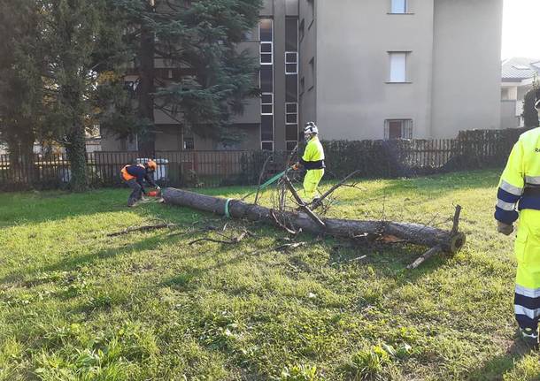 Messa in sicurezza piante protezione civile canegrate