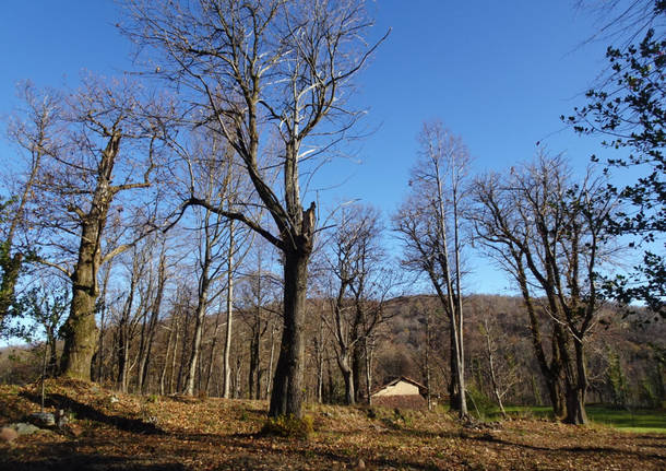 Recupero selve castanili nel  Parco regionale Campo dei Fiori 