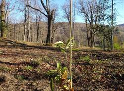 Recupero selve castanili nel  Parco regionale Campo dei Fiori 