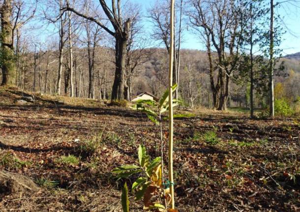 Recupero selve castanili nel Parco regionale Campo dei Fiori