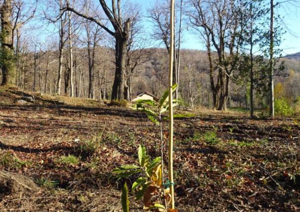 Recupero selve castanili nel  Parco regionale Campo dei Fiori 