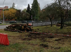 Taglio degli alberi al Bosco della Pace di Rescaldina