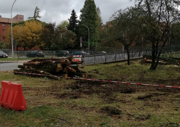 Taglio degli alberi al Bosco della Pace di Rescaldina