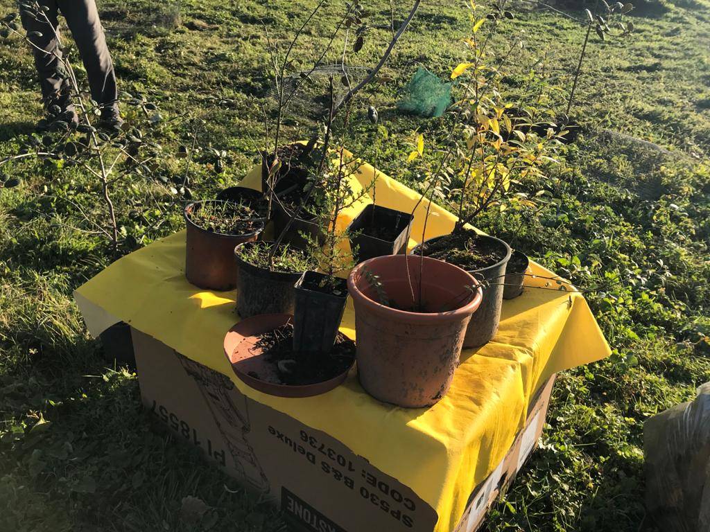 Uboldo, la Festa dell'albero si celebra con nuove piante per il giardino botanico comunale