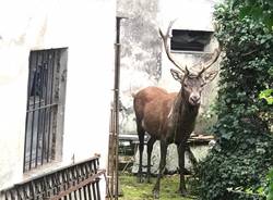 Viggiù - Un cervo in giardino