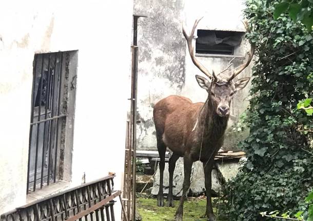 Viggiù - Un cervo in giardino