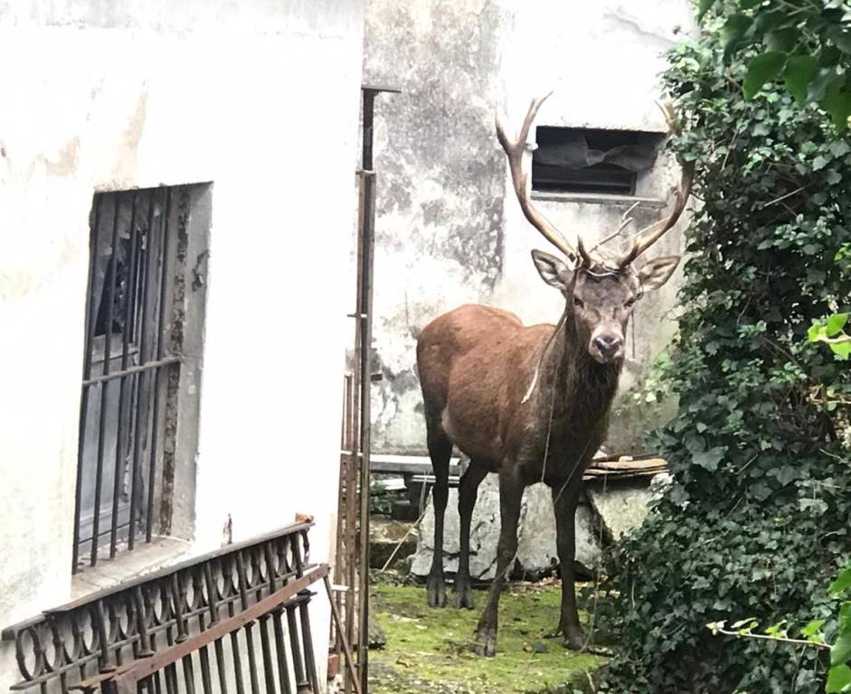 Viggiù - Un cervo in giardino