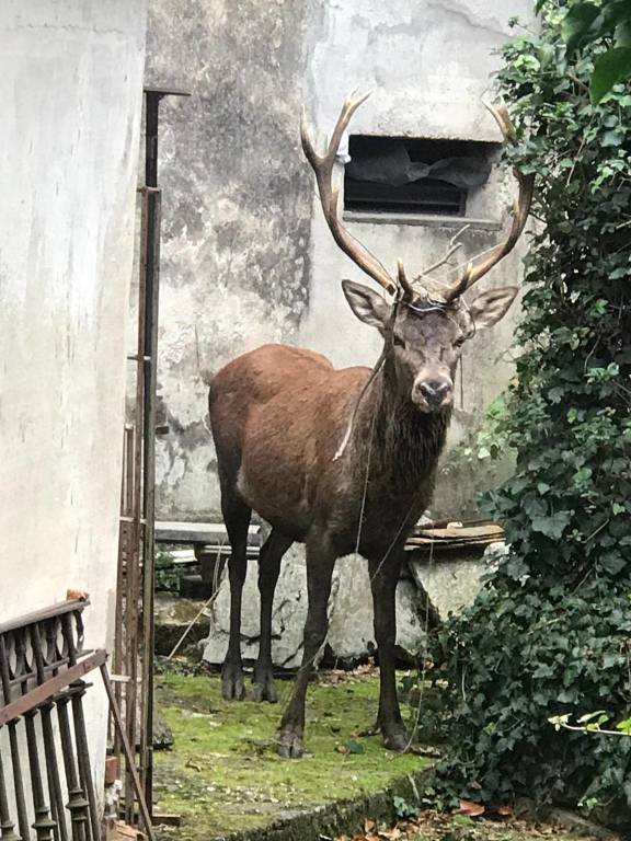 Viggiù - Un cervo in giardino