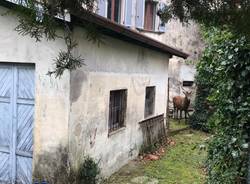 Viggiù - Un cervo in giardino