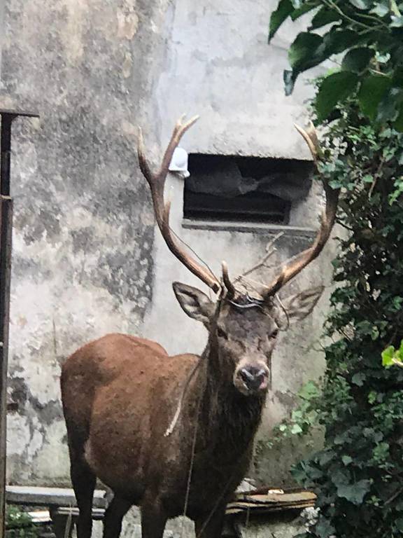 Viggiù - Un cervo in giardino