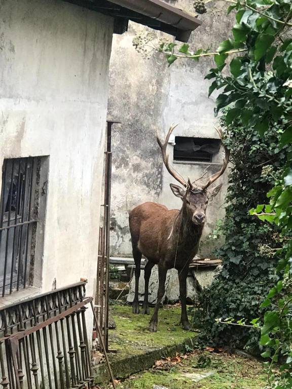Viggiù - Un cervo in giardino