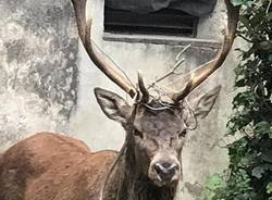 Viggiù - Un cervo in giardino