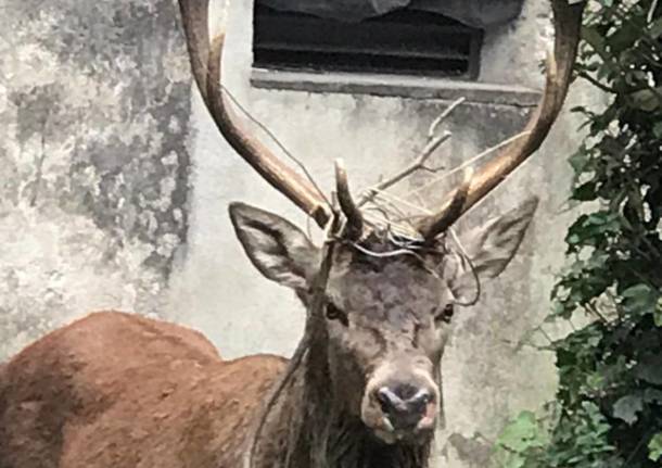 Viggiù, un cervo in giardino