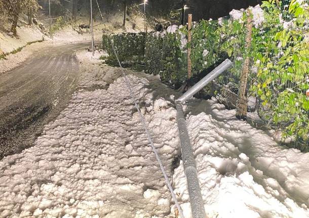 Albero caduto a Bregazzana per la neve