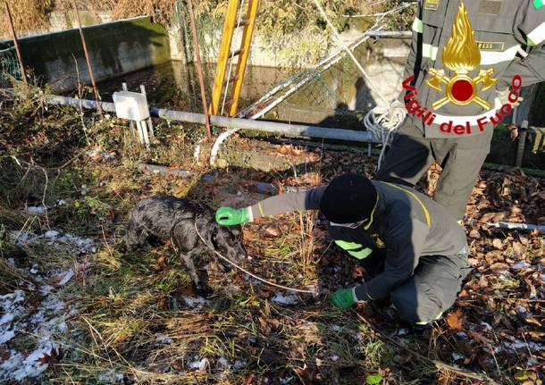 cane salvato vigili del fuoco cairate